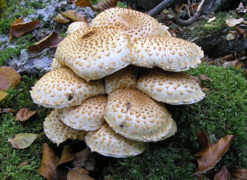 Pholiota squarrosoides